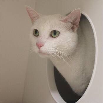 Aboo -  Domestic Short Hair Cat for Adoption in Champaign, Illinois - Aboo | PetCurious