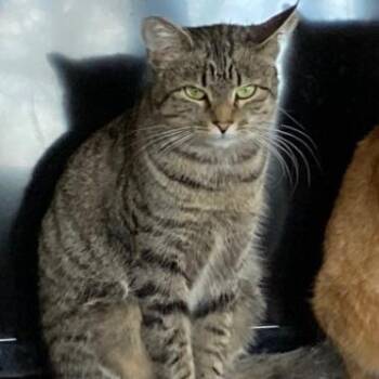 Momma -  Domestic Short Hair Cat for Adoption in New York, New York - Momma | PetCurious