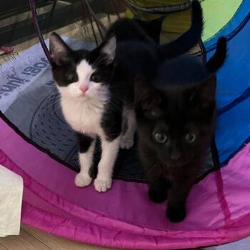 Domestic Short Hair Cats Available for Adoption - Bandit (Chow Hound Jenison) | PetCurious