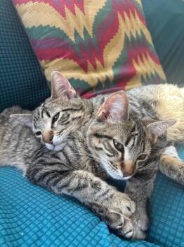Farmall -  Domestic Short Hair Cat for Adoption in Saint Paul, Minnesota - Farmall | PetCurious