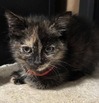 Thea -  Domestic Short Hair Cat for Adoption in Hoffman Estates, Illinois - Thea | PetCurious