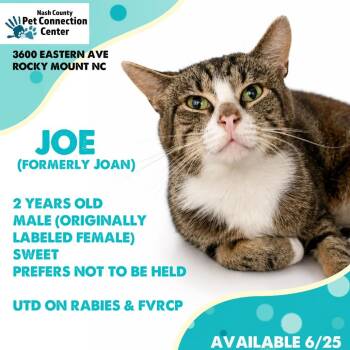 JOE  RESCUED! -  Domestic Short Hair Cat for Adoption in Nashville, North Carolina - JOE  RESCUED! | PetCurious
