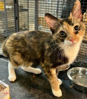 Morticia -  Calico and Domestic Short Hair Cat for Adoption in Cincinnati, Ohio - Morticia | PetCurious