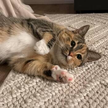 Brie -  Torbie Cat for Adoption in Tampa, Florida - Brie | PetCurious
