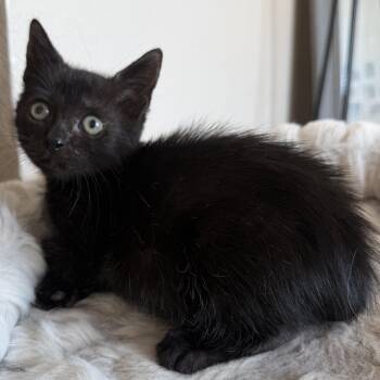 Timmy -  Domestic Short Hair Cat for Adoption in Jacksonville, Florida - Timmy | PetCurious