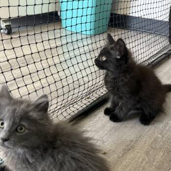 Tin Man -  Domestic Medium Hair Cat for Adoption in Ridgely, Maryland - Tin Man | PetCurious