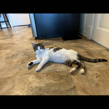 Rescue Domestic Short Hair Cats for Adoption in La Grange, Kentucky - Minnie | PetCurious