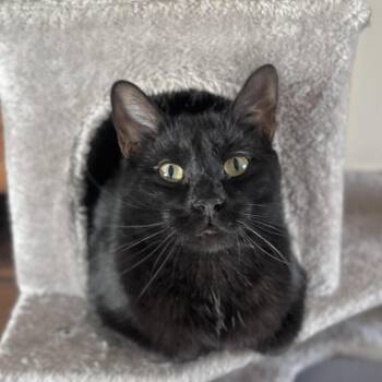 Ash -  Domestic Short Hair Cat for Adoption in Goshen, Indiana - Ash | PetCurious