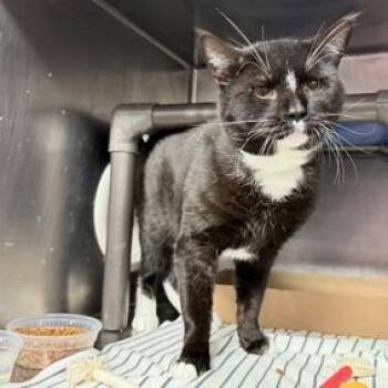 Ilya Rozanov -  Domestic Short Hair Cat for Adoption in New York, New York - Ilya Rozanov | PetCurious
