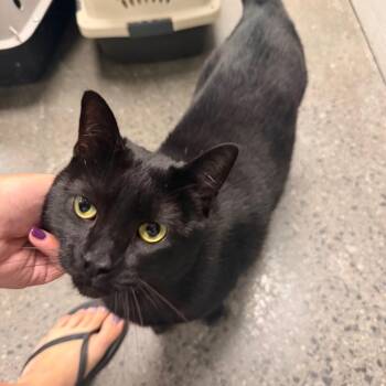 Twilight -  Domestic Short Hair Cat for Adoption in Buffalo, New York - Twilight | PetCurious