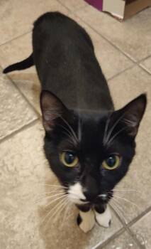 Rescue Domestic Short Hair Cats for Adoption in Beeville, Texas - Socks | PetCurious