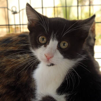 Rescue Domestic Short Hair Cats for Adoption in Redlands, California - MiniMe | PetCurious
