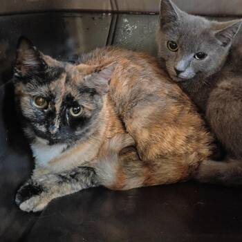 Kazooie -  Domestic Short Hair Cat for Adoption in Lynchburg, Virginia - Kazooie | PetCurious