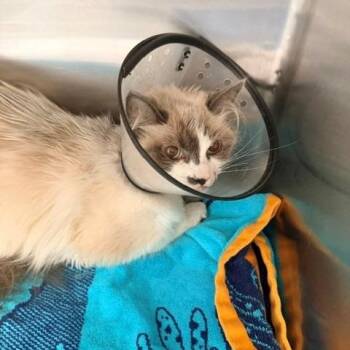 Suede -  Siamese and Domestic Short Hair Cat for Adoption in Long Beach, California - Suede | PetCurious