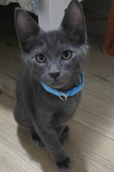 Boo Berry Crunch -  Domestic Short Hair and Russian Blue Cat for Adoption in Dallas, Texas - Boo Berry Crunch | PetCurious