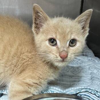 Tinkerbell -  Domestic Short Hair Cat for Adoption in Ridgely, Maryland - Tinkerbell | PetCurious