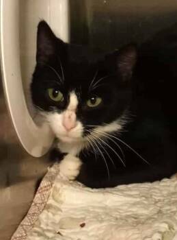 Rescue Domestic Short Hair Cats for Adoption in Waupaca, Wisconsin - Selina | PetCurious