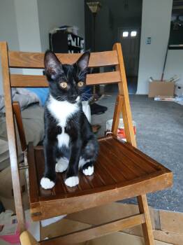 Danielle (Dani) -  Domestic Short Hair Cat for Adoption in Clawson, Michigan - Danielle (Dani) | PetCurious