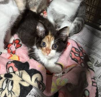 Rescue Domestic Short Hair Cats for Adoption in Albany, Wisconsin - Beverly | PetCurious