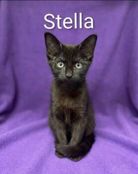 Stella -  Bombay and Domestic Short Hair Cat for Adoption in Wyandotte, Michigan - Stella | PetCurious