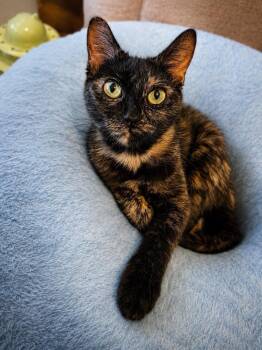 Zoe -  Domestic Short Hair Cat for Adoption in Brookings, Oregon - Zoe | PetCurious