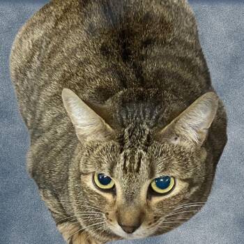 Domestic Short Hair Cats Available for Adoption - Little Bit | PetCurious