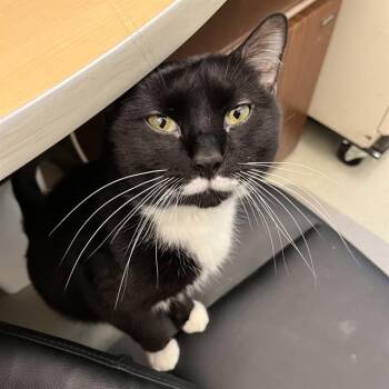 SHADOW -  Domestic Short Hair Cat for Adoption in Methuen, Massachusetts - SHADOW | PetCurious