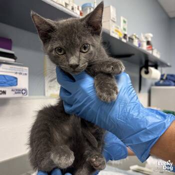 Domestic Short Hair Cats Available for Adoption in Washington, District Of Columbia - Wesley | PetCurious