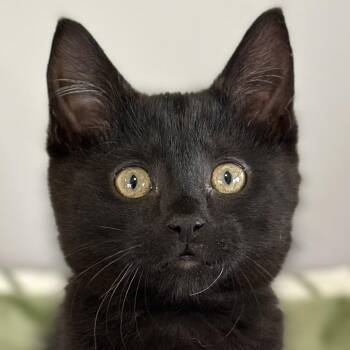 Larry -  Domestic Short Hair Cat Available for Adoption in Victor, New York - Larry | PetCurious