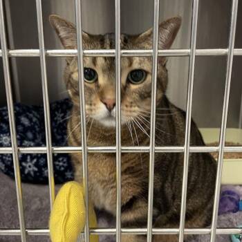 Domestic Short Hair Cats Available for Adoption in Port Charlotte, Florida - Dexter | PetCurious
