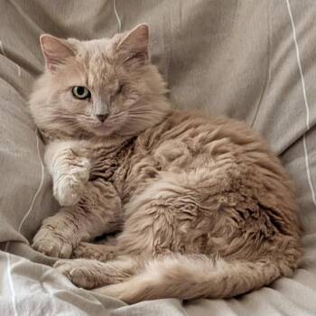 Rescue Domestic Long Hair Cats for Adoption in Lynchburg, Virginia - Cassie | PetCurious