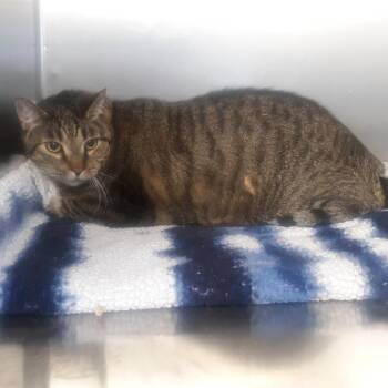 Domestic Short Hair Cats Available for Adoption - Sebastian | PetCurious