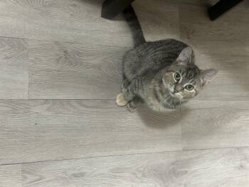 Domestic Short Hair Cats Available for Adoption in Manchester, Maryland - Mariah | PetCurious