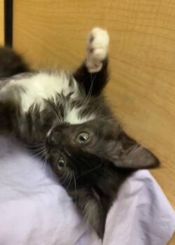 Tracy -  Tuxedo Cat for Adoption in Albuquerque, New Mexico - Tracy | PetCurious