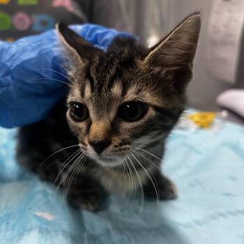 Astra -  Domestic Short Hair Cat for Adoption in Summerville, South Carolina - Astra | PetCurious