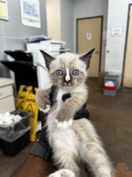 OPAL -  Domestic Medium Hair Cat for Adoption in Dallas, Texas - OPAL | PetCurious
