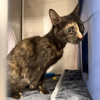 Peggy-C -  Domestic Short Hair Cat for Adoption in East St. Louis, Illinois - Peggy-C | PetCurious