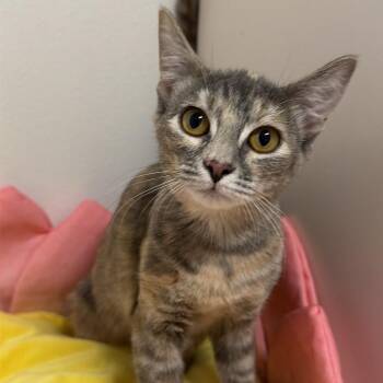 Brook -  Domestic Short Hair Cat for Adoption in Floresville, Texas - Brook | PetCurious