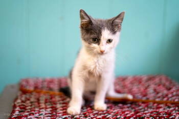 Rescue American Shorthair Cats for Adoption in Maywood, Illinois - Olive | PetCurious