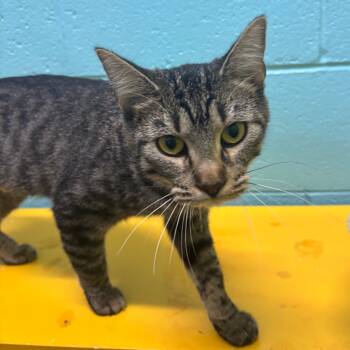 Rescue Domestic Short Hair Cats for Adoption in Springfield, Missouri - Lucy | PetCurious
