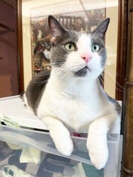 Rescue American Shorthair Cats for Adoption in Westwood, New Jersey - Melody | PetCurious