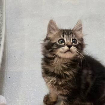 Spiderman -  Domestic Long Hair Cat for Adoption in Washougal, Washington - Spiderman | PetCurious