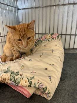 Rubiks -  Domestic Short Hair Cat for Adoption in Rock Springs, Wyoming - Rubiks | PetCurious