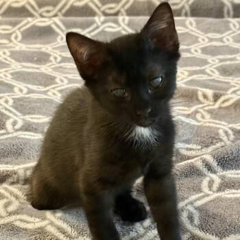 Ballad -  Domestic Short Hair Cat for Adoption in Richmond, Virginia - Ballad | PetCurious