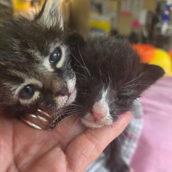Mushy -  Domestic Medium Hair Cat for Adoption in Los Angeles, California - Mushy | PetCurious