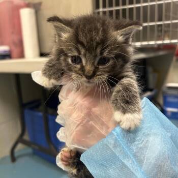 Wayne -  Domestic Medium Hair Cat for Adoption in Charleston, West Virginia - Wayne | PetCurious
