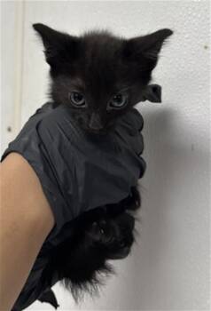 Rescue Domestic Short Hair Cats for Adoption in San Bernardino, California - MOMO | PetCurious