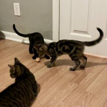 Faery -  Domestic Short Hair Cat for Adoption in Philadelphia, Pennsylvania - Faery | PetCurious