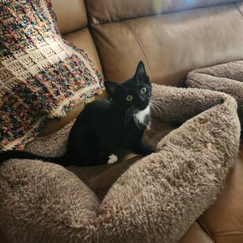 Alfalfa -  Domestic Short Hair Cat for Adoption in Greenwood, Indiana - Alfalfa | PetCurious