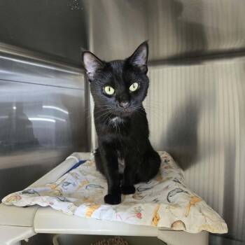 Elsa -  Domestic Short Hair Cat for Adoption in West Branch, Michigan - Elsa | PetCurious
